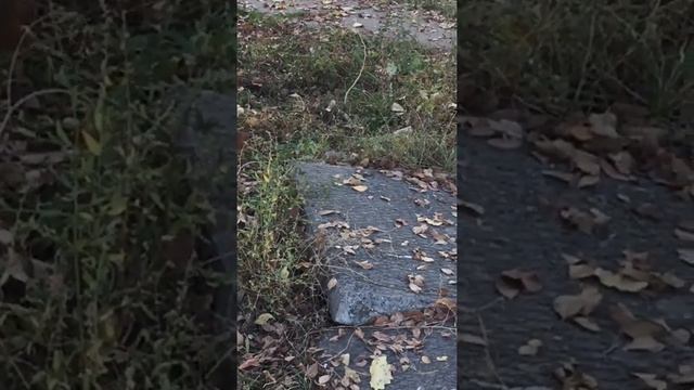 белка спаривание смотреть онлайн