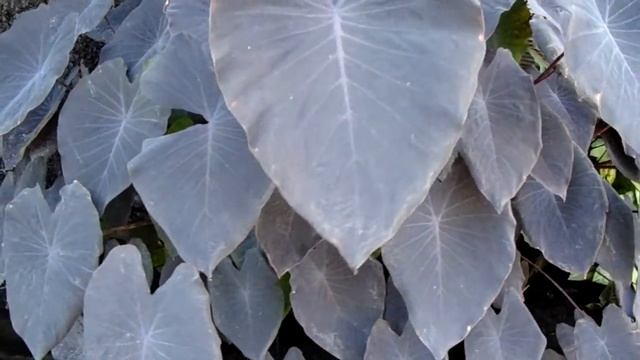 Colocasia Esculenta - Black Magic Plant смотреть онлайн