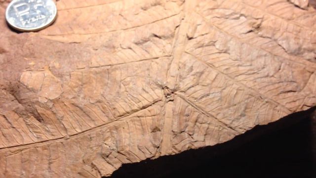 Древние  ископаемые. Папоротник. Челябинск