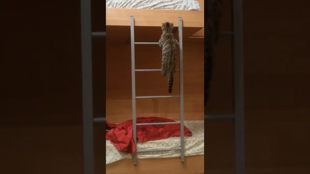 Мой котенок поднимается по лестнице ! !!!??? смотреть онлайн
