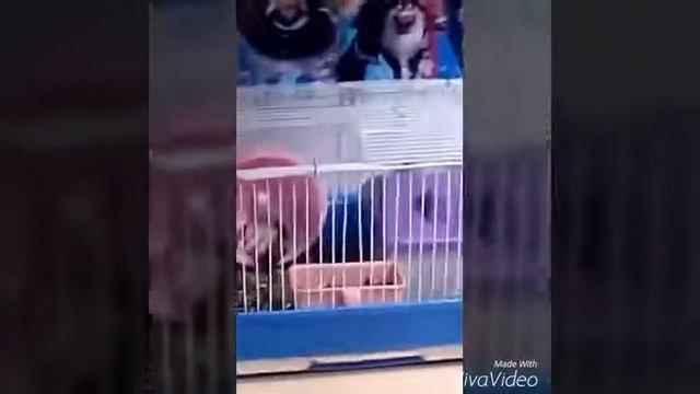Как спит у меня джунгарик смотреть онлайн