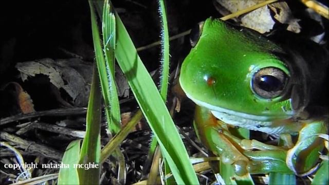 Green Tree Frog - Litoria caerulea. смотреть онлайн