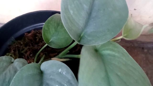 Scindapsus Pictus Silver Cloud