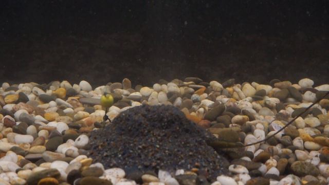 FUN FISHING METHOD MIX BLACK JACK смотреть онлайн