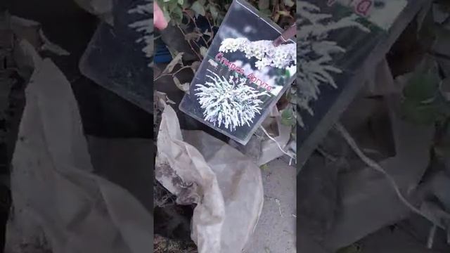 Груша Азиатская #Хоюро# Viber80983885931 смотреть онлайн