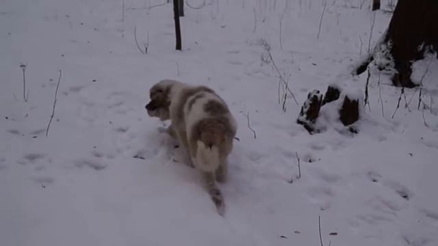 Щенок Московской сторожевой на прогулке смотреть онлайн