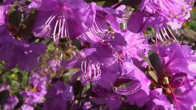 Ботанический сад в мае смотреть онлайн