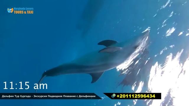 Дельфин Тур Хургада – Экскурсия Подводное Плавание с Дельфинами - Туры В Хургаду Египет смотреть онлайн
