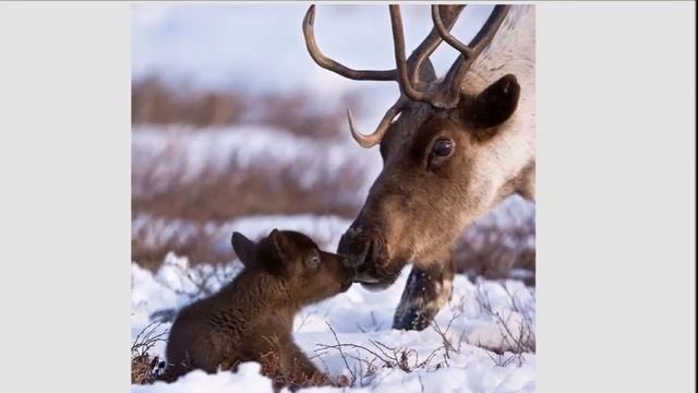 Коми промысловый календарь смотреть онлайн