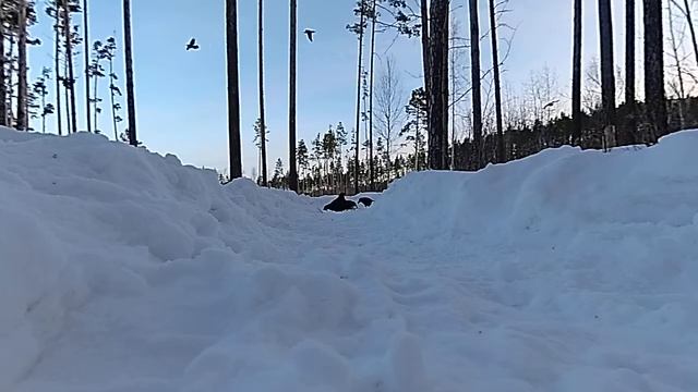 Вороны в лесу зимой смотреть онлайн
