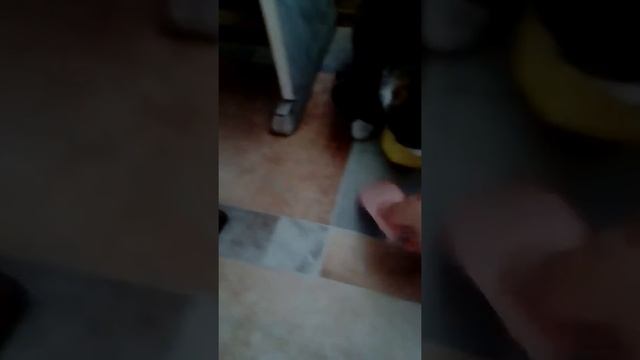 Кот жерёт дыню. Кот сладкоешка. Кот отказался от колбасы. смотреть онлайн