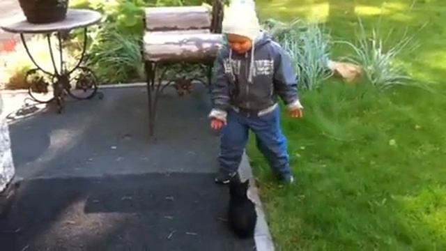 Лев и котенок смотреть онлайн