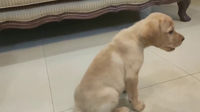 Labrador puppy training смотреть онлайн