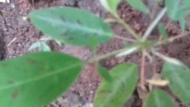 Desmodium Gyrans
