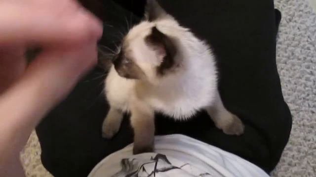 Siamese Kitten LOUDEST Purring смотреть онлайн