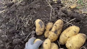 Ч-7 РЕКОРДНЫЙ УРОЖАЙ с куста картофель сорт Гранада Украина 2023 год