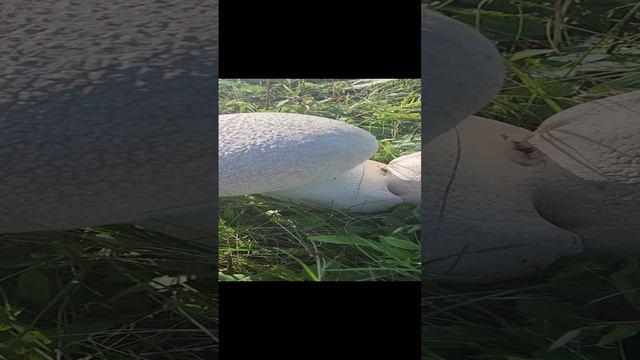 Обзор товаров