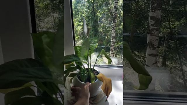 как цветет цветок ?"Женское счастье"#shorts смотреть онлайн