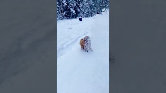 Снегопад 🌨 #puppy #toypoodle #poodle #пудель #тойпудель #собака #собакадругчеловека #снег #метель смотреть онлайн