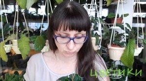 Как спасти засохшее комнатное растение?