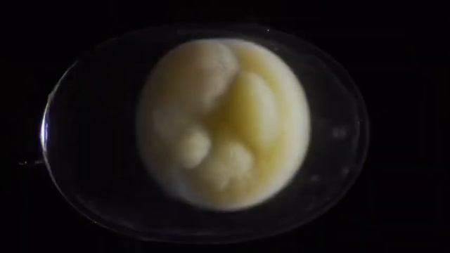 развитие тритона смотреть онлайн