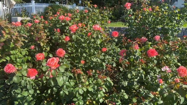 🌹 Sweet Mademoiselle™ / Planting Roses In Mass / Mademoiselle Meilland / MEInostair