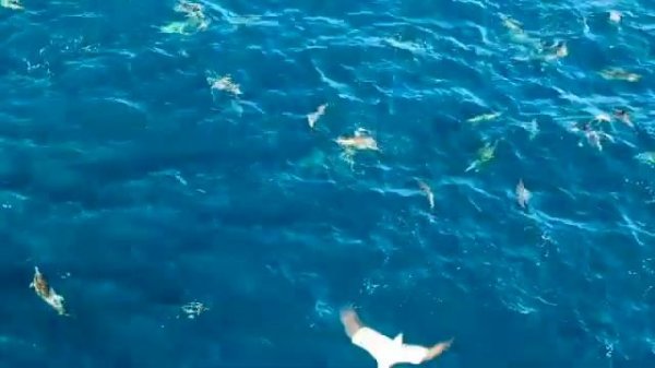 The Best Relaxing Waves & Dolphin Sound