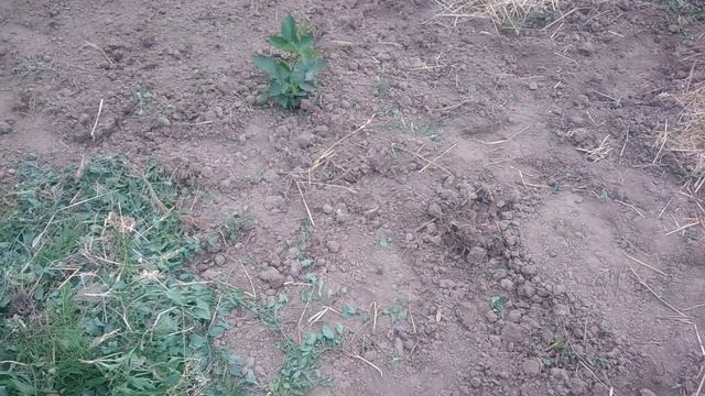 Выращивание ежевики.Подбор сортов ежевики для нашего региона смотреть онлайн