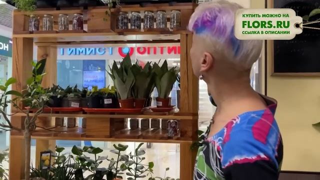 #27 Обзор очередной поставки комнатных растений | Гиппеаструм, альбука, адениум, азалия, суккуленты смотреть онлайн