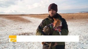 Всё о породе басенджи: особенности содержания и стоимость щенков