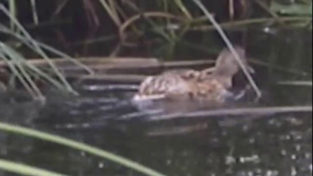 Русская глубинка - что такое любовь.mpg смотреть онлайн