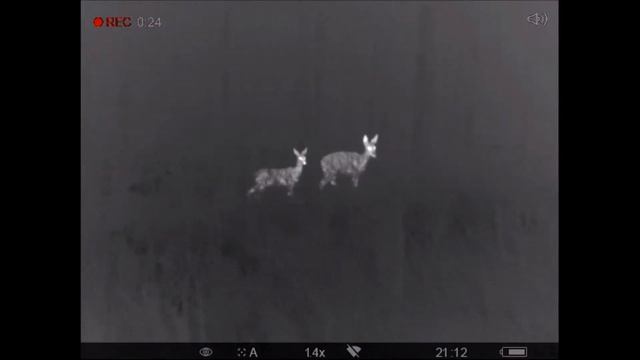 Косуля с детёнышем в 7 метрах