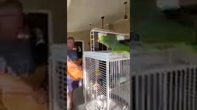 Попугай поёт под гитару. смотреть онлайн