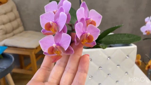 Phal. Santa rosa, не МУЛЬТИФЛОРНЕ цвітіння смотреть онлайн