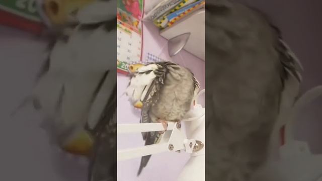 приколы с ЖИВОТНЫМИ, приколы с попугаями, корелла поет, корелла говорит, попугай корелла, смотреть онлайн