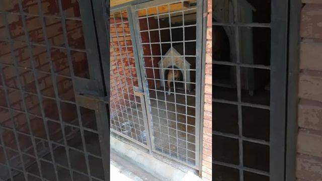 #злая собака#собака для охраны#security dog# смотреть онлайн