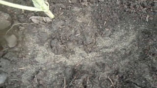 КАК ВЫРАСТИТЬ АРБУЗ НА ЗАБОРЕ. Видео Ольги Черновой 7 июня смотреть онлайн