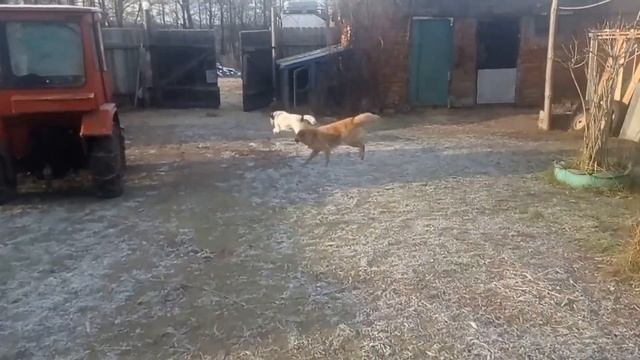 Одна на позитиве.Коровки, хрюшки и ремонт. #деревнянапозитиве смотреть онлайн