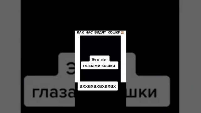 Как нас видят кошки смотреть онлайн