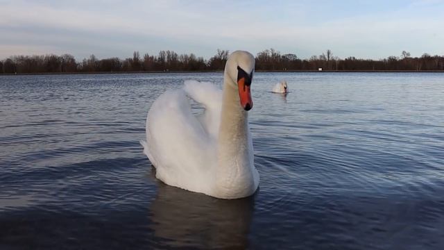 СПАСАЯ верных ЛЕБЕДЕЙ, супруги не подозревали, чем это обернется в БУДУЩЕМ смотреть онлайн