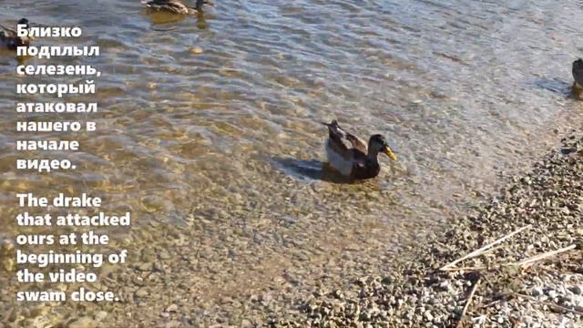 Селезень без хвоста стал круглым, как булочка :)/The drake without a tail became round like a bun : смотреть онлайн