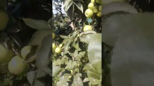 МЕДОК - СЛАДКАЯ ЛЕТНЯЯ КОЛОНОВИДНАЯ ЯБЛОНЯ (ВСТИСП) проф. В.В.Кичина