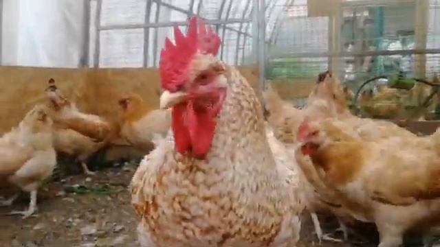 Царскосельские куры. смотреть онлайн