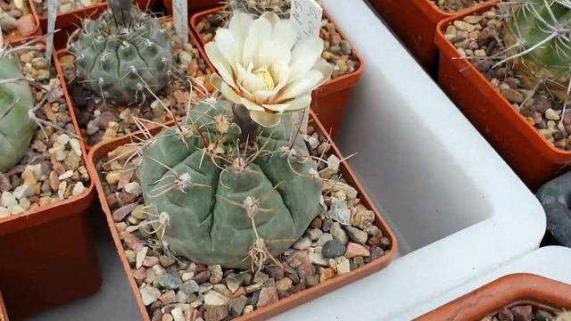 Cacti, Gymnocalycium. Кактусы, цветение гимнокалициумов, июнь 2021