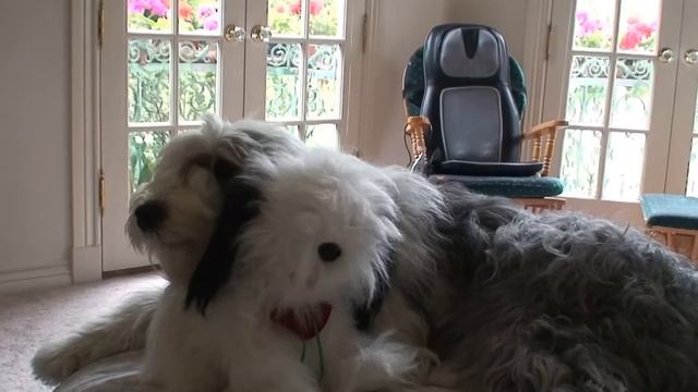 Gracie, An Old English Sheepdog Singing - HD 1080p Video Sharing.mov
