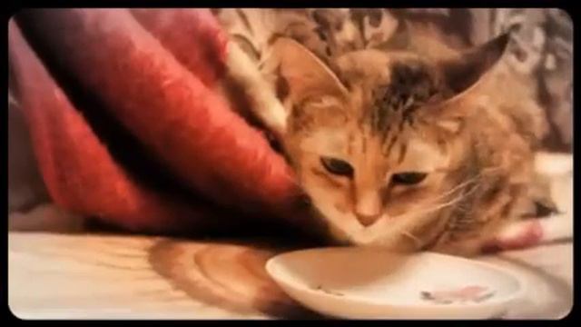 Кисуля ищет хозяев смотреть онлайн