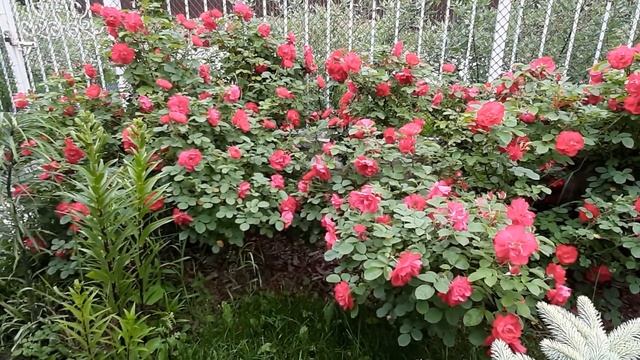 Цветущий маленький сад. Многое еще впереди. смотреть онлайн