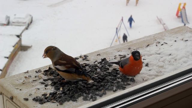 Звуки улицы. Кормушка: снегири, дубоносы, синицы, воробьи. смотреть онлайн