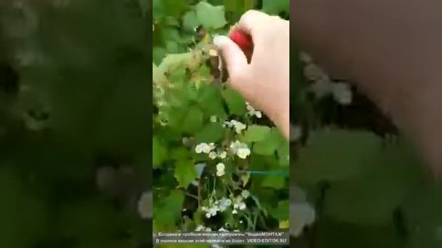 Малина Карамелька 19.08.2019 смотреть онлайн