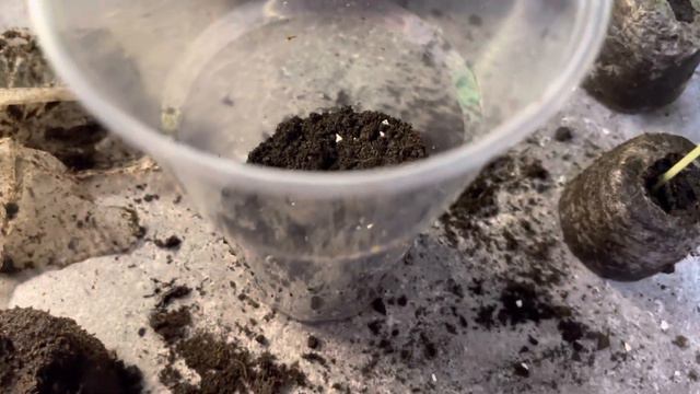 Огурцы 🥒 на подоконнике 🌱22 янв 23г смотреть онлайн